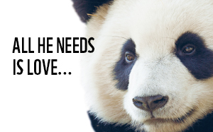 All you need is WNF (en meer panda’s) 